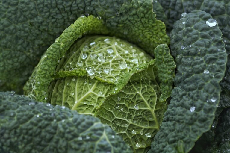 savoy cabbage, cabbage, leafy greens-7102903.jpg